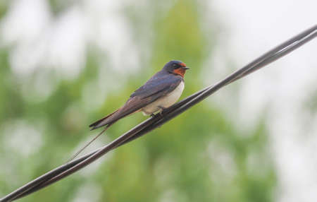 swallows on electrical wires. summerの写真素材