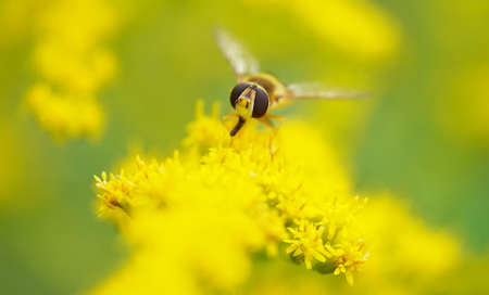 fly on a golden rod with blurred background.の写真素材
