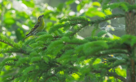 siskin on a tree in the forest