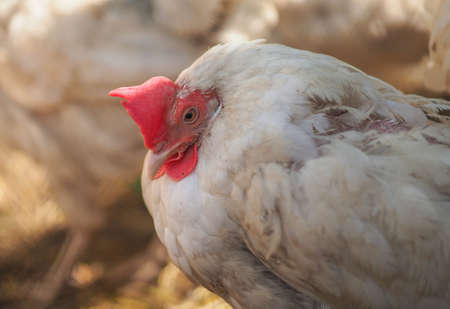 domestic chicken in a cageの写真素材