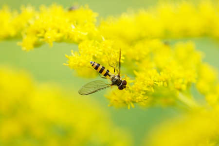 fly on a golden rod with blurred background.