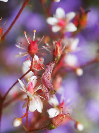pink grasshopper on flowers in the parkの写真素材