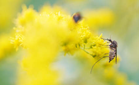 mosquito on flowers golden rodの写真素材