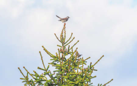 thrush on tree branches. forestの写真素材