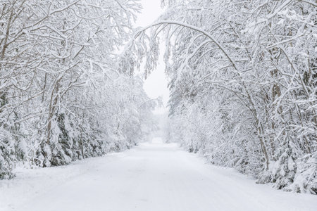 The road in the forest. Winterの写真素材
