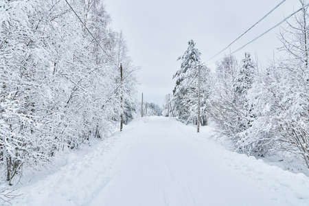 road in the forest. winter