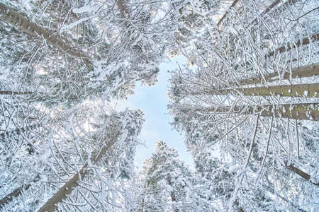 tree crowns from bottom to top in winter