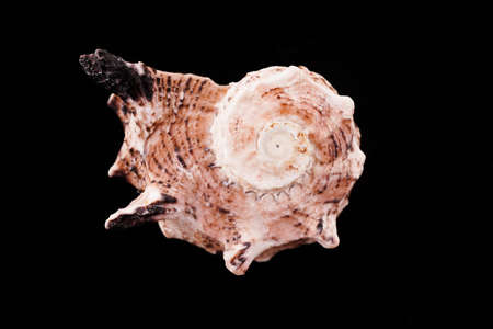 Beautiful sea shells on a black background