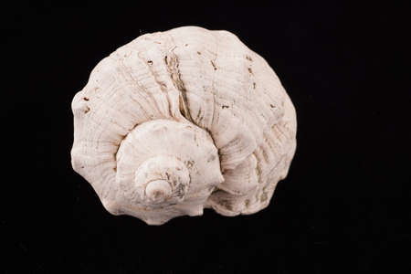 Beautiful sea shells on a black background