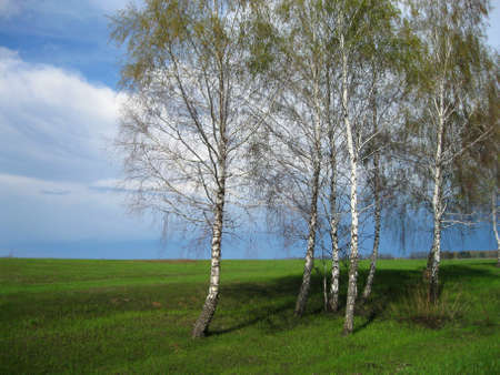 birchの写真素材