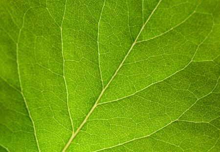 Green leaf