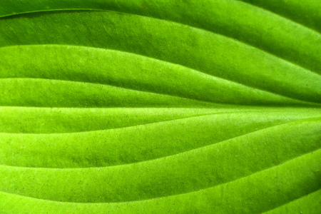 Leaf backgroundの写真素材