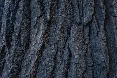 texture of old tree bark. abstract photo of wooden tree bark.の写真素材