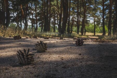 fir cones on a footpath in the forest in the evening.の写真素材
