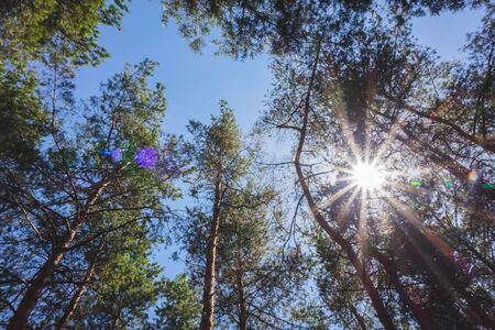 Bottom view of tall old trees in evergreen primeval forest.の写真素材