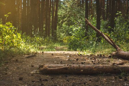 a fallen tree trunk rests in a quiet pine forestの写真素材