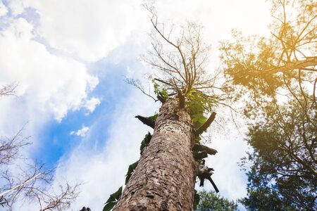 Variety crowns of the trees in the spring forest against the blue sky with the sun. Bottom view of...