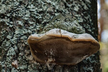 Yellow mushroom tinder growing at the foot of the tree. The texture of the bark. Tree...