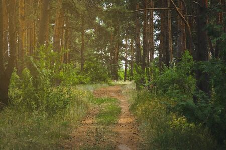 path along the center among the dense forestの写真素材