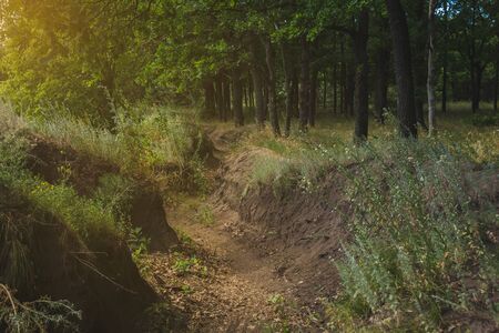 long trench in the forest.の写真素材