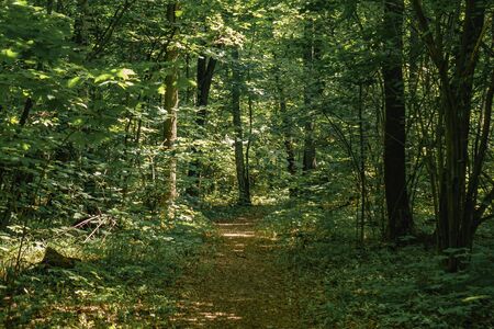 path along the center among the dense forestの写真素材