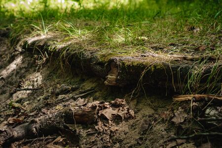 ground with grass in the middle of the forest with tree roots.の写真素材