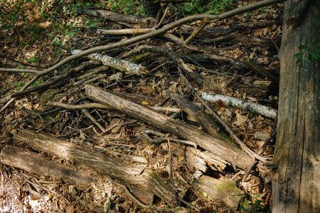 pine firewood lying in a handful in the forest.の写真素材