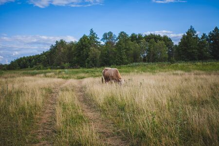 cows at summer green field with a beautiful blue sky with clouds.の写真素材