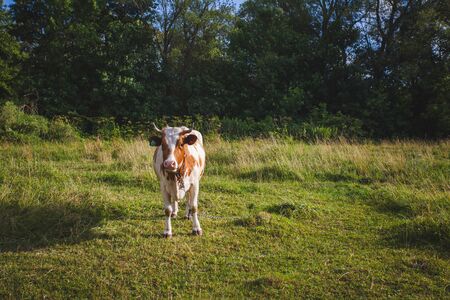 cows at summer green field with a beautiful blue sky with clouds.