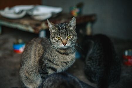 Cat lying in the yard on the streetの写真素材