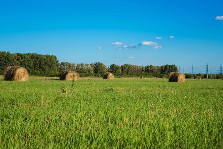 haystack lying among the green field and blue sky.の写真素材