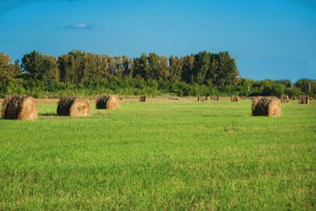 haystack lying among the green field and blue sky.の写真素材