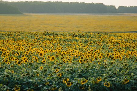 Sunflower field with cloudy blue sky.の写真素材