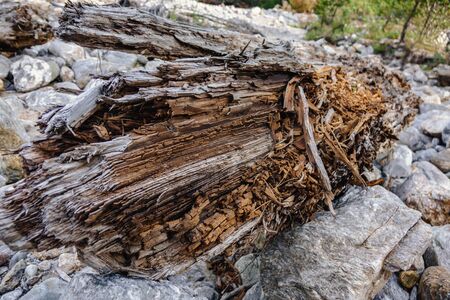 an old decrepit tree rotting on the stonesの写真素材