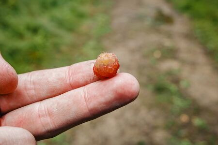 to pick blackberries, one berry in the hand.の写真素材