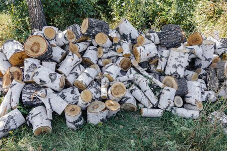 large stocks of birch logs in the forest, close-up.