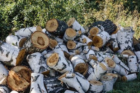 large stocks of birch logs in the forest, close-up.の写真素材