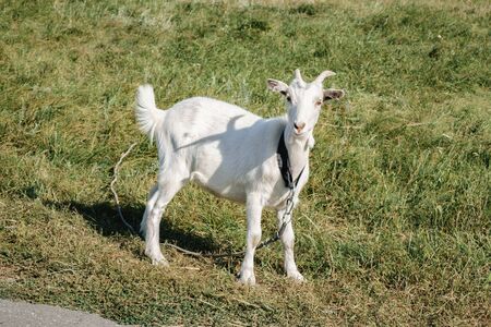 little white goat grazing in a field.の写真素材