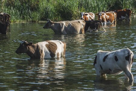 a herd of cows at a watering place near a small river.の写真素材