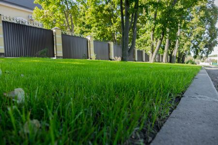 fresh, smooth green lawn at the yard of the house.の写真素材