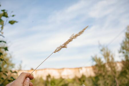 field of wheat at sunset with blue sky.の写真素材