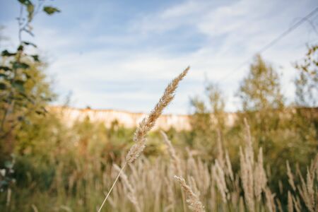 field of wheat at sunset with blue sky.の写真素材