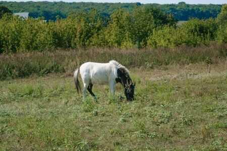 white horse standing in the field eating grass.の写真素材