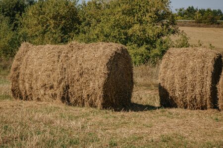 round haystack in a large field. concept of agricultureの写真素材