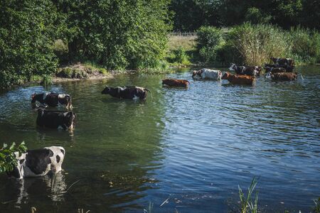 a herd of cows at a watering place near a small river.の写真素材