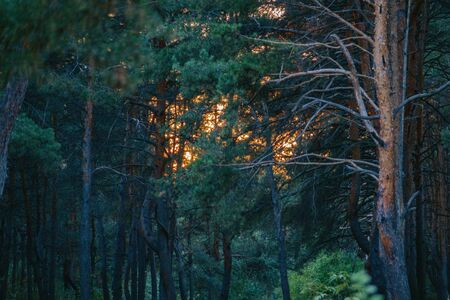 beautiful green forest. Pine forestの写真素材