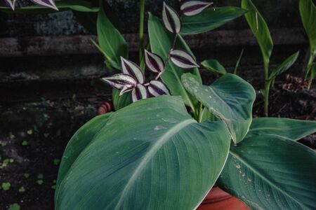 a bunch of flowers and plants in the greenhouse. green plants in the room light nature.の写真素材