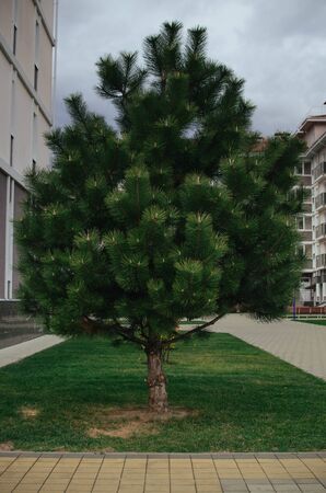 a young green spruce in full height stands on the lawnの写真素材