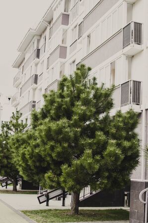 young green plowing spruce in the facade of the building.