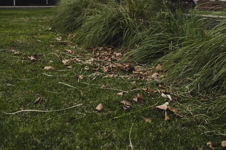 a pile of dried grass rolls on the green lawnの写真素材